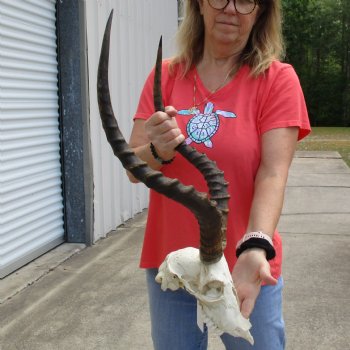 B-Grade African Impala Skull with 21" Horns - $70