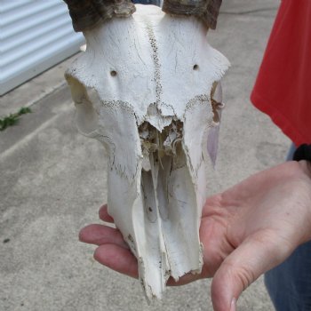 B-Grade African Impala Skull with 21" Horns - $70