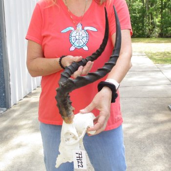 B-Grade African Impala Skull with 20" Horns - $70