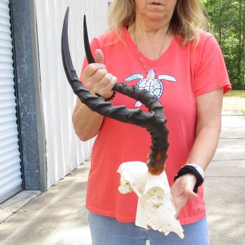 B-Grade African Impala Skull with 20" Horns - $70