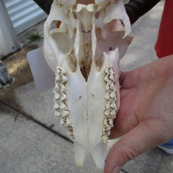 B-Grade African Impala Skull with 20" Horns - $70