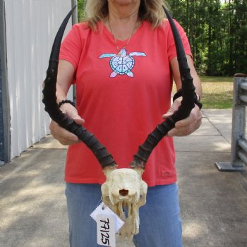 B-Grade African Impala Skull with 19" Horns - $70