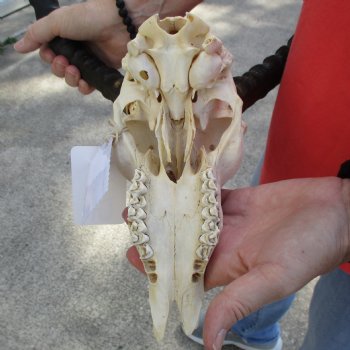 B-Grade African Impala Skull with 19" Horns - $70