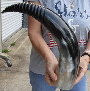 Genuine 24 inch Carved and Polished Spiral Cow Horn, Drinking horn - $20