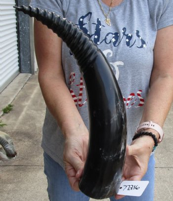 20 inch Carved and Polished Spiral Cow Horn, Drinking horn for sale $20