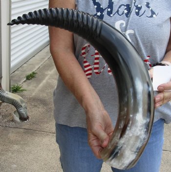 Genuine 25 inch Carved and Polished Spiral Cow Horn, Drinking horn - $20