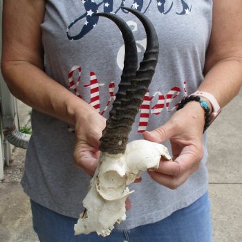 C-Grade 6" Male Springbok Skull with 8" Horns - $39