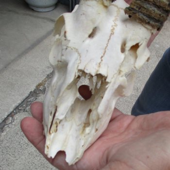 C-Grade 6" Male Springbok Skull with 8" Horns - $39