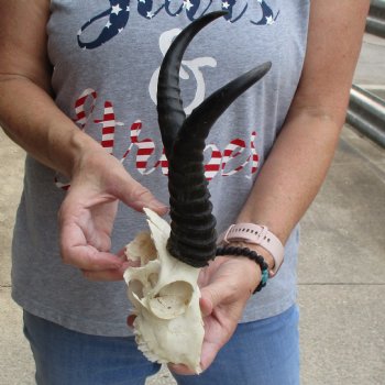 C-Grade 6" Male Springbok Skull with 9" Horns - $39