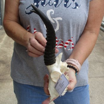 C-Grade 6" Male Springbok Skull with 9" Horns - $39