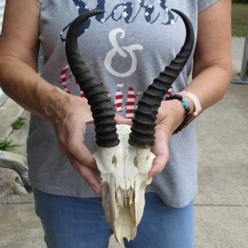 C-Grade 7" Male Springbok Skull with 9" Horns - $39