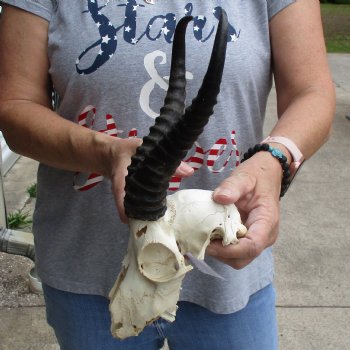 C-Grade 7" Male Springbok Skull with 9" Horns - $39