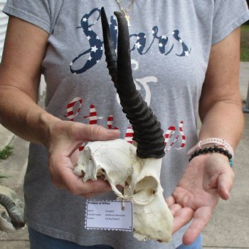 C-Grade 7" Male Springbok Skull with 9" Horns - $39