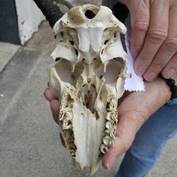 C-Grade 7" Male Springbok Skull with 9" Horns - $39