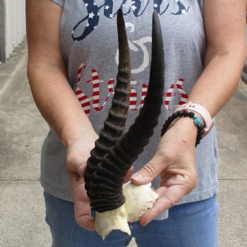 Male Springbok Skull Plate with 11" Horns - $30