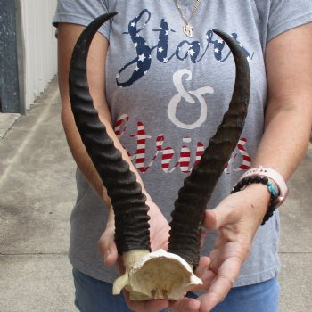 Male Springbok Skull Plate with 11" Horns - $30