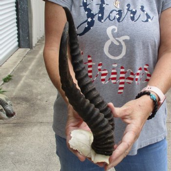 Male Springbok Skull Plate with 11" Horns - $30