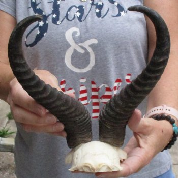 Male Springbok Skull Plate with 11" Horns - $30