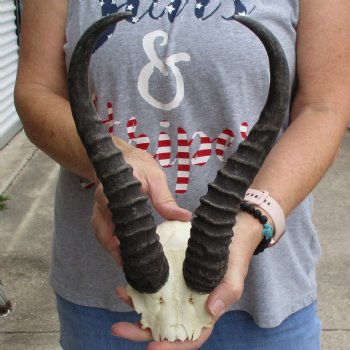 Male Springbok Skull Plate with 11" Horns - $30