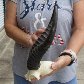 Male Springbok Skull Plate with 11" Horns - $30