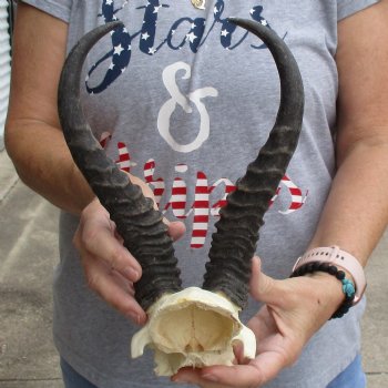 Male Springbok Skull Plate with 11" Horns - $30