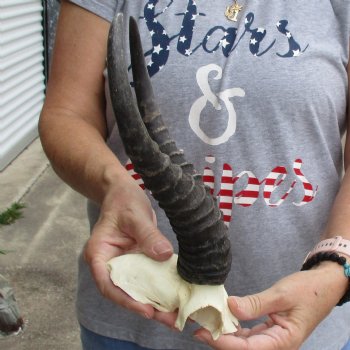 Male Springbok Skull Plate with 11" Horns - $30