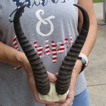 Male Springbok Skull Plate with 11" Horns - $30