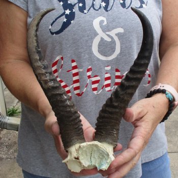 Male Springbok Skull Plate with 11" Horns - $30