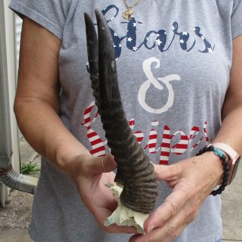 Male Springbok Skull Plate with 11" Horns - $30