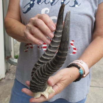 Male Springbok Skull Plate with 10" Horns - $30