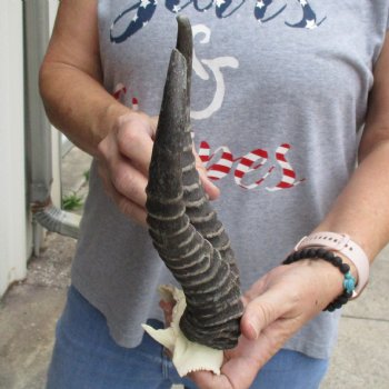 Male Springbok Skull Plate with 10" Horns - $30