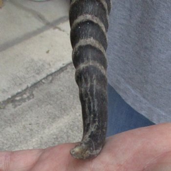 Male Springbok Skull Plate with 10" Horns - $30