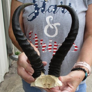 Male Springbok Skull Plate with 11" Horns - $30