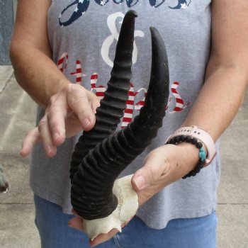 Male Springbok Skull Plate with 11" Horns - $30