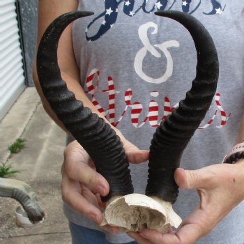 Male Springbok Skull Plate with 11" Horns - $30