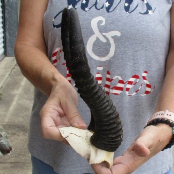 Male Springbok Skull Plate with 11" Horns - $30