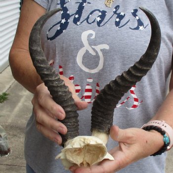 Male Springbok Skull Plate with 11" Horns - $30