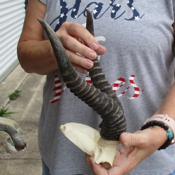 Male Springbok Skull Plate with 11" Horns - $30