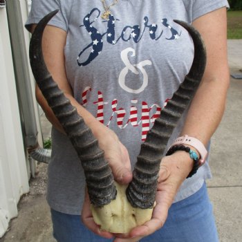 Male Springbok Skull Plate with 11" Horns - $30