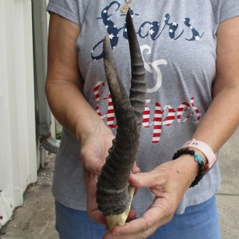 Male Springbok Skull Plate with 11" Horns - $30