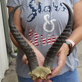 Male Springbok Skull Plate with 11" Horns - $30