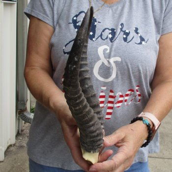 Male Springbok Skull Plate with 11" Horns - $30