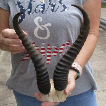 Male Springbok Skull Plate with 12" Horns - $30