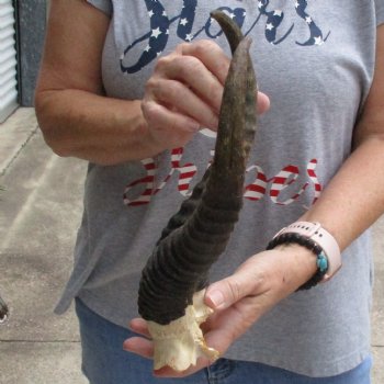 Male Springbok Skull Plate with 12" Horns - $30