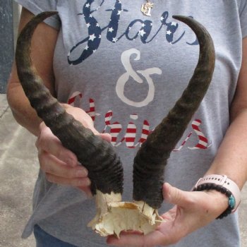 Male Springbok Skull Plate with 12" Horns - $30