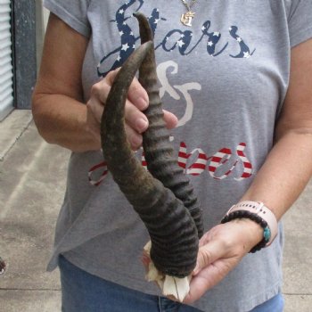 Male Springbok Skull Plate with 12" Horns - $30