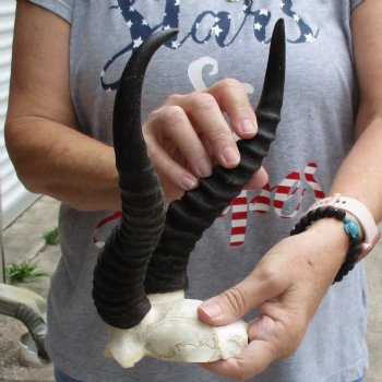 Male Springbok Skull Plate with 11" Horns - $30