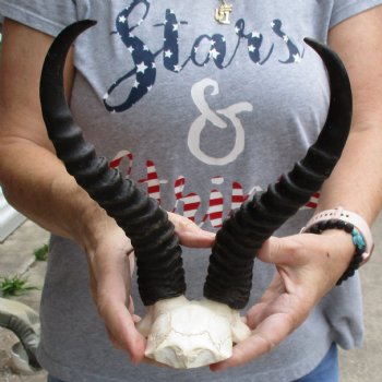 Male Springbok Skull Plate with 11" Horns - $30