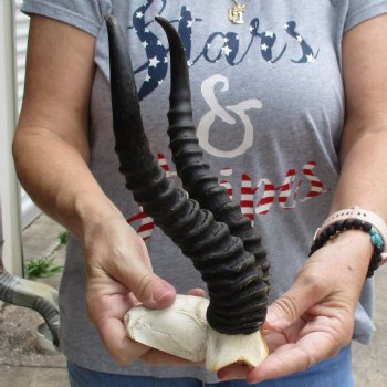 Male Springbok Skull Plate with 11" Horns - $30