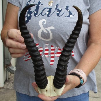 Male Springbok Skull Plate with 11" Horns - $30